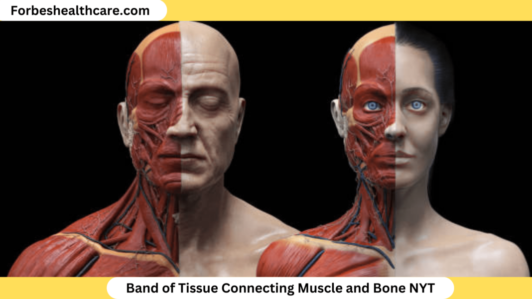 band of tissue connecting muscle and bone nyt